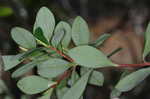 Buckwheat tree <BR>Black titi